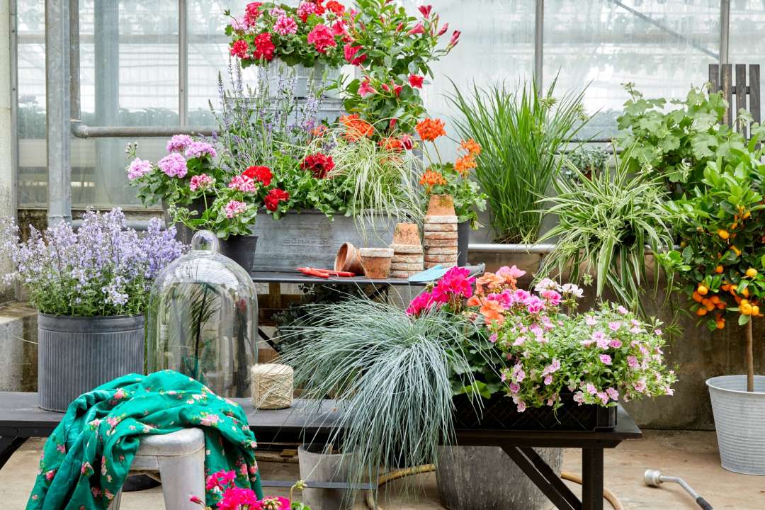 Eenjarige planten kopen | Tuincentrum de Oude Tol - Tuincentrum de Oude Tol